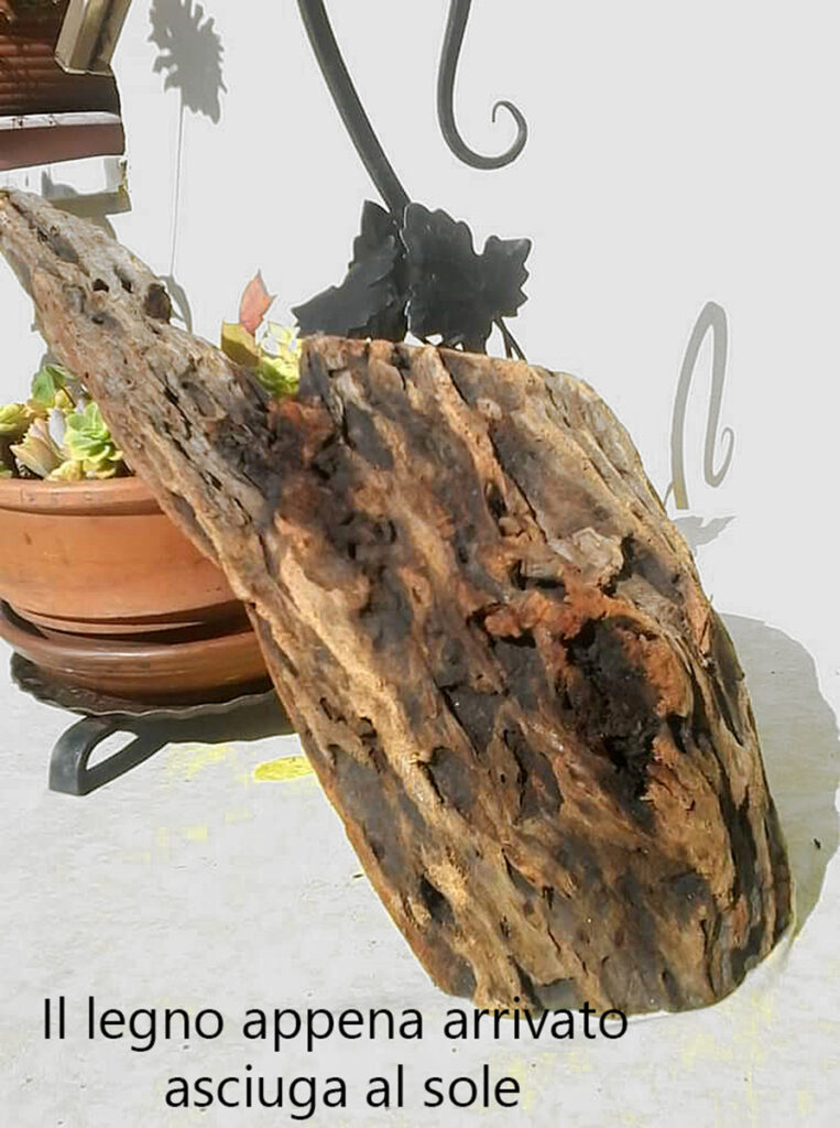 Il pezzo di legno appena raccolto viene fatto asciugare al sole