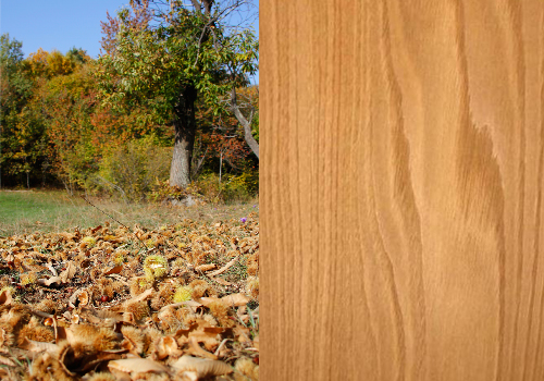 I        tipi di legno e i loro usi. L'immagine di un abete affiancato dall'immagine del legno tagliato    