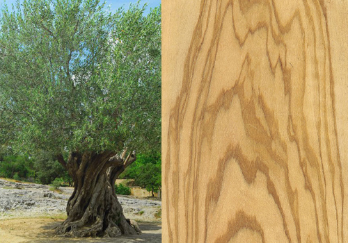 I tipi di legno e i loro usi - Foto dell'albero di ulivo con accanto il suo legno