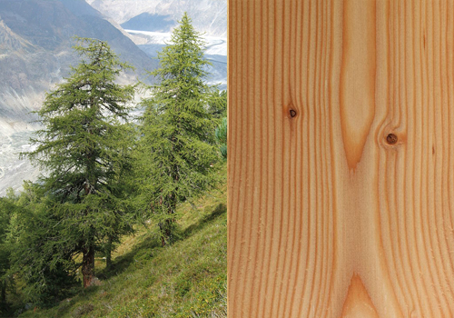 I tipi di legno e i loro usi - Foto dell'albero di larice con accanto il suo legno