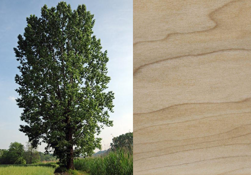L'albero di pioppo e il suo legno